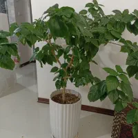 گل به همراه گلدان