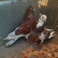 کبوتر