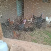 مرغ وخروس ،بوقلمون، بلدرچین