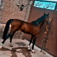 نریان کرد|اسب و تجهیزات اسب‌سواری|سلماس, |دیوار