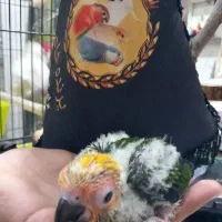 جوجه خورشیدی گرینچیک وکوتوله