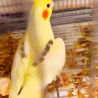 تعدادی عروس هلندی جفتی وتکی