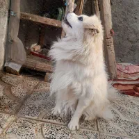 سگ پاکوتاه نرقیمت ۲۵۰۰|سگ|ابهر, |دیوار