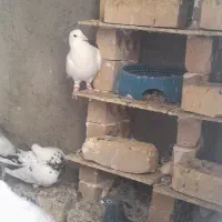 کفتر|پرنده|گلبهار, شهر جدید گلبهار|دیوار