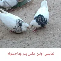 یه جفت طوقی هف رنگ فروشی