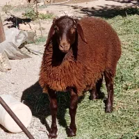 بره قوچی هترو