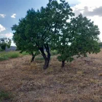 ۲۰۰۰ متر  باغ گردو و بادام در شوراب صغیر|فروش زمین و ملک کلنگی|اصفهان, کوی امام|دیوار