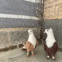 دو عدد کبوتر نر سرخ و زرد سرسفید کربلایی مخملی