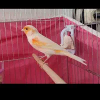 قناری نر معاوضه با قناری ماده
