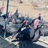 بوقلمون جوون به شرط|حیوانات مزرعه|تهران, مسعودیه|دیوار