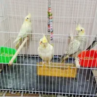 4 عدد عروس هلندی|پرنده|مشهد, هفت تیر (حافظ)|دیوار