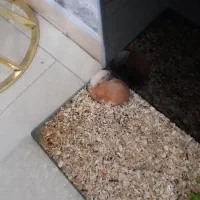 همستر|موش و خرگوش|رباطکریم, رباطکریم|دیوار