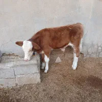 گاوآلمانی شیری همراه باگوساله نر