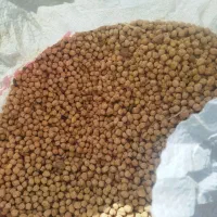 نخودتمیز