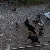 مرغ ذات دار