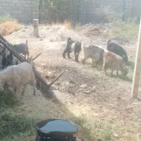 کهره نر