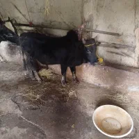گاو ورزا گوساله نر جنس