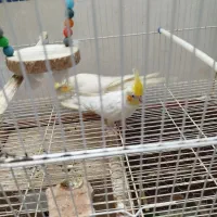 پرنده عروس هلندی|پرنده|گنبد کاووس, |دیوار