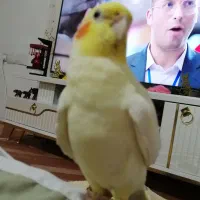 گم شده عروس