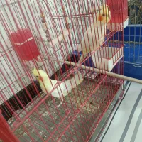 دوعدد عروس هلندی نر و ماده|پرنده|نورآباد, |دیوار