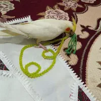 عروس هلندی گمشده