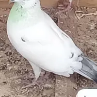 کبوتر گمشده