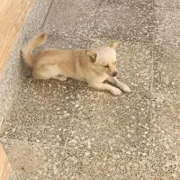 برای اطلاع قیمت دایرکت|سگ|شیراز, کوشک میدان|دیوار