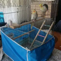 پرنده|پرنده|فردیس, سرحد آباد|دیوار