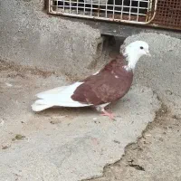 ماده گوره مهر