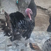 بوقلمون نر کاملا سالم و اورگانیک