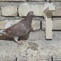 دوکت پلاکی کاکولی ، میولمنز، خوشرنگ ، سرور ، شامی|پرنده|مبارکه, |دیوار