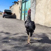 خروس لاری|حیوانات مزرعه|سنقر, |دیوار