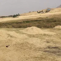 کاه نخود