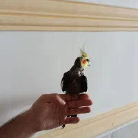 عروس هلندی|پرنده|دامغان, |دیوار