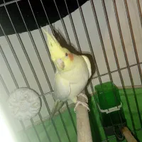 عروس هلندی ۵ماهه|پرنده|نسیمشهر, |دیوار