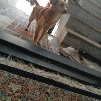سگ واگذاری