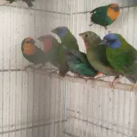 فنج طوطی وار|پرنده|اصفهان, ارغوانیه|دیوار