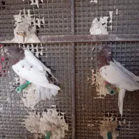 کله ی کاکل نر|پرنده|زاهدان, |دیوار