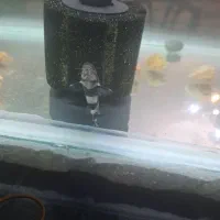 کفخوار بامبل