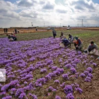 کارگر هستیم برا گل چینی یک مینی بوس