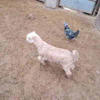 بزغاله شیری