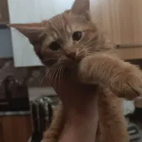 واگزاریگربه‌ی‌هشت‌ماهه‌‌نر