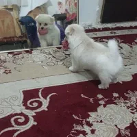 سگ پامرین|سگ|خرمدره, |دیوار