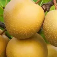 نهال های زود بازده گلابی گلدانی امکان کاشت چهارفصل|خدمات باغبانی و درختکاری|شیراز, بازار|دیوار