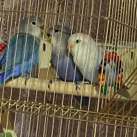 کوتوله بریزیلی شاداب سالم با قفس پایه قفس|پرنده|شیراز, سینما سعدی|دیوار