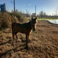 اسب|اسب و تجهیزات اسب‌سواری|کیاشهر, |دیوار