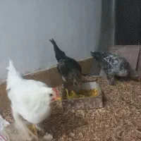 جوجه خروس طاقچه