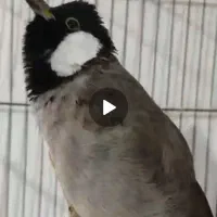 پرنده سهره قناری کلکسیونی عطیقه