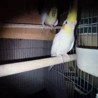 عروس هلندی|پرنده|جم, |دیوار