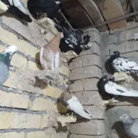 کفتر بوم رنگه المانی جفت گاه پرشی|پرنده|قلندر آباد, |دیوار